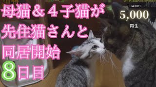 【母猫子猫】先住猫さんと同居を始めた頃の様子です。