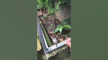 Prenjak lumut di kandang aviary mini