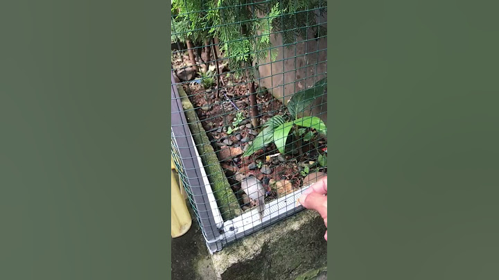 Prenjak lumut di kandang aviary mini