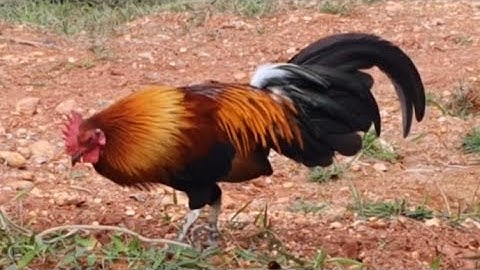 Saib Qaib Qua Zoo Qua Tsuag,Nyiam Nug Laib Os 15/12/2025.