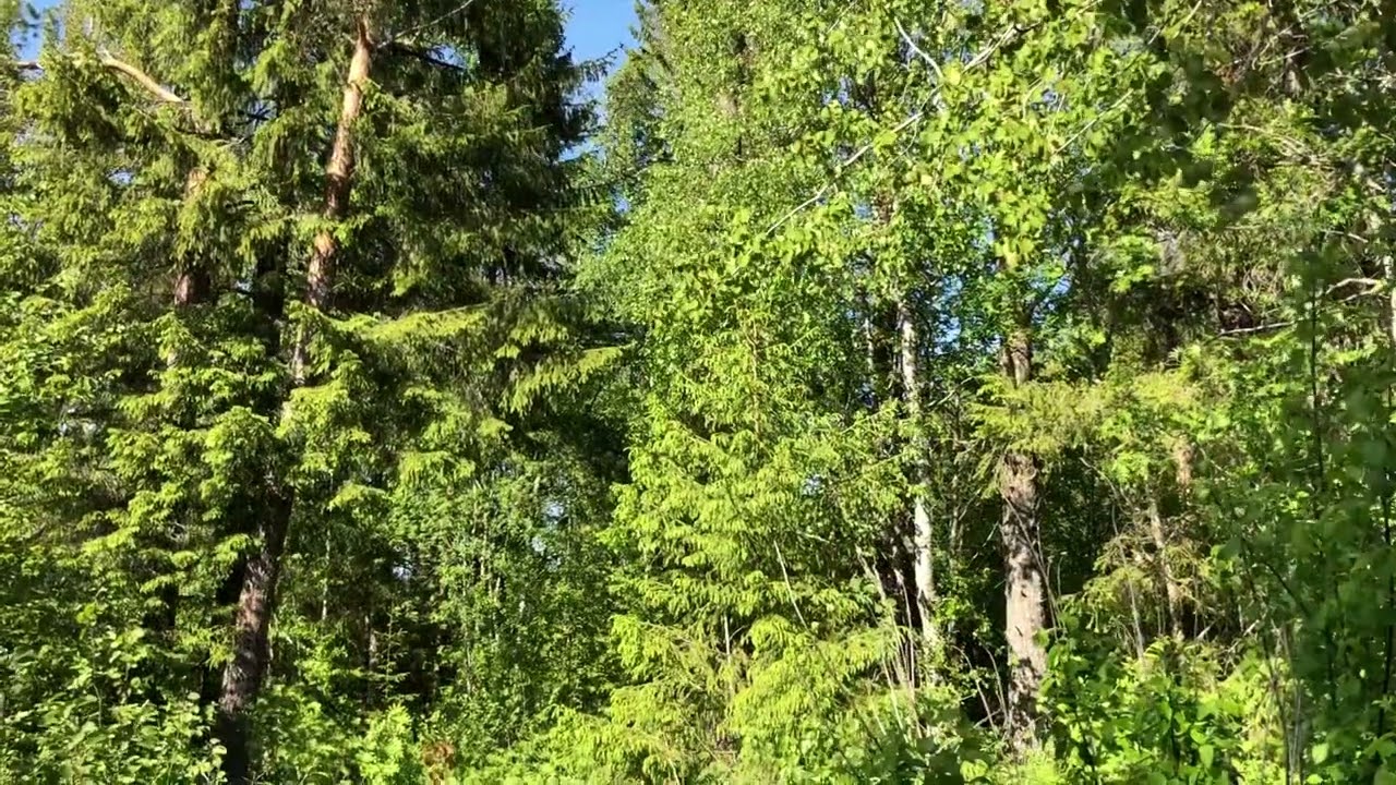 2023-06-05 Gransångare spel/sång, Ljustorpsåns grustäkt Timrå.