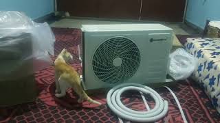 We bought an AC for the cats' room to keep them safe and comfortable during these hot days. by Cats Kingdom 512 views 10 months ago 2 minutes, 13 seconds