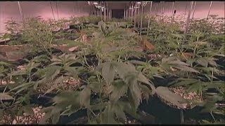 Marijuana limits behind the wheel