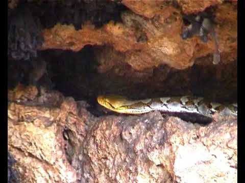 Python trying to catch bats