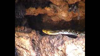 Python trying to catch bats
