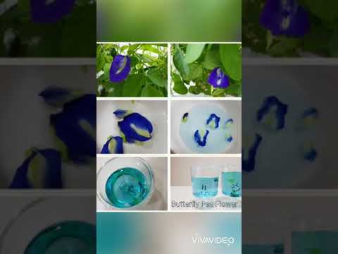 Louis Science Adventure-Food Science-Butterfly Pea Flower Tea