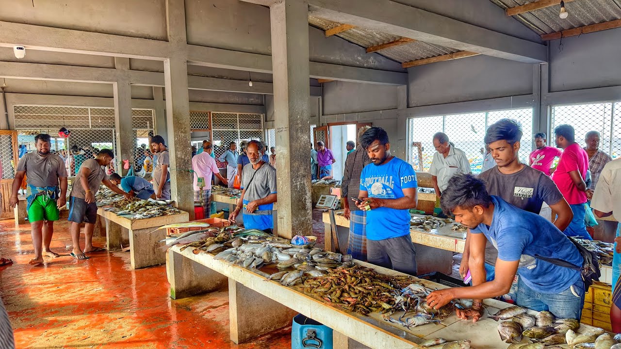 இலங்கை யாழ்ப்பாணத்தில் மீன் விற்கும் நேரடி காட்சி