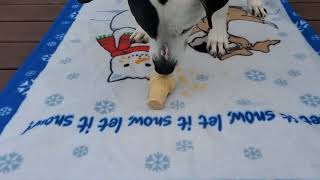 Enrichment Essentials: Ice Cream Cone by J-R Companion Dog Training 6 views 9 months ago 1 minute, 34 seconds