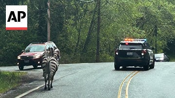 Watch four escaped zebras gallop in North Bend, Washington