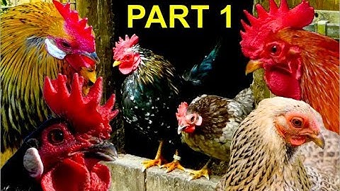 Top10 MOST BEAUTIFUL BANTAM CHICKENS Part 1: Serama, Wyandotte, Brahma, Leghorn bantams
