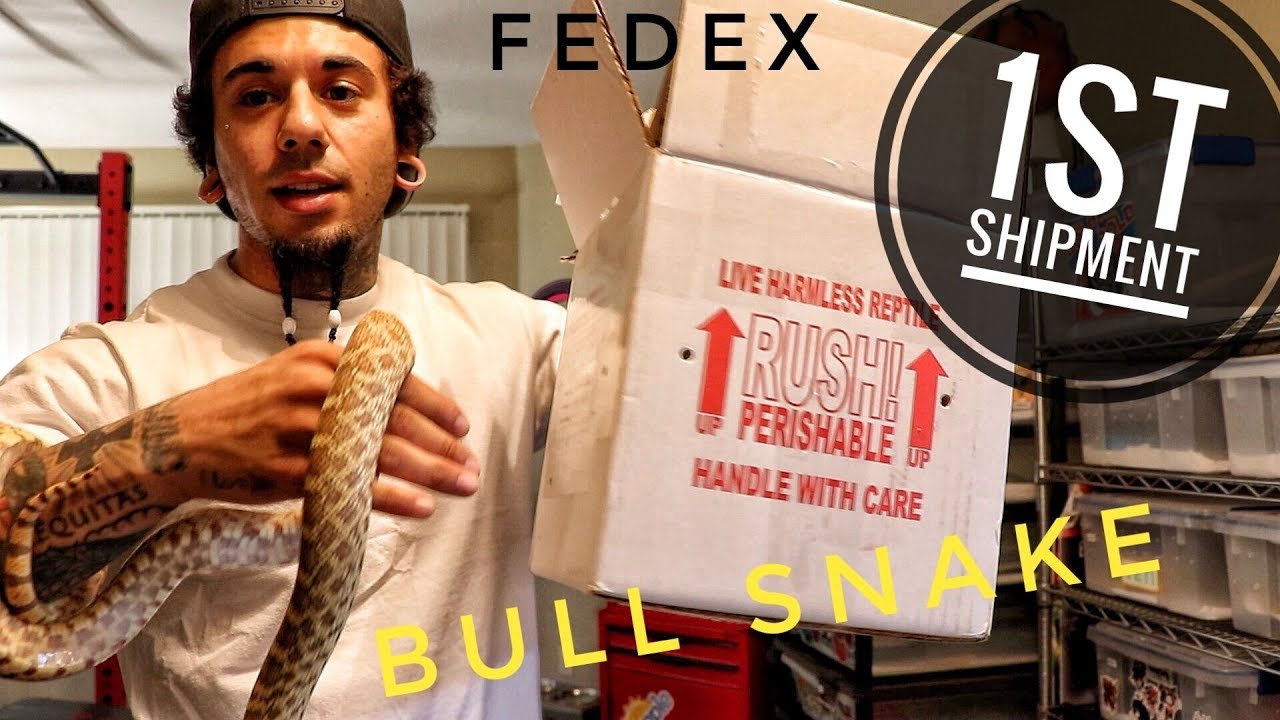 rear fanged snake example SHIPPING MY FIRST SNAKE!