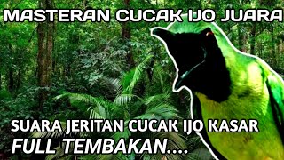 masteran cucak ijo juara,suara jeritan kasar FULL TEMBAKAN..!!