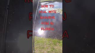 Catching Floridas Most Invasive Fish