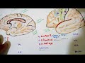 NEUROANATOMÍA- ÁREAS DE LA CORTEZA CEREBRAL/ Menimedic