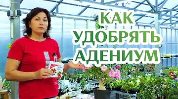 Как Удобрять Адениум...