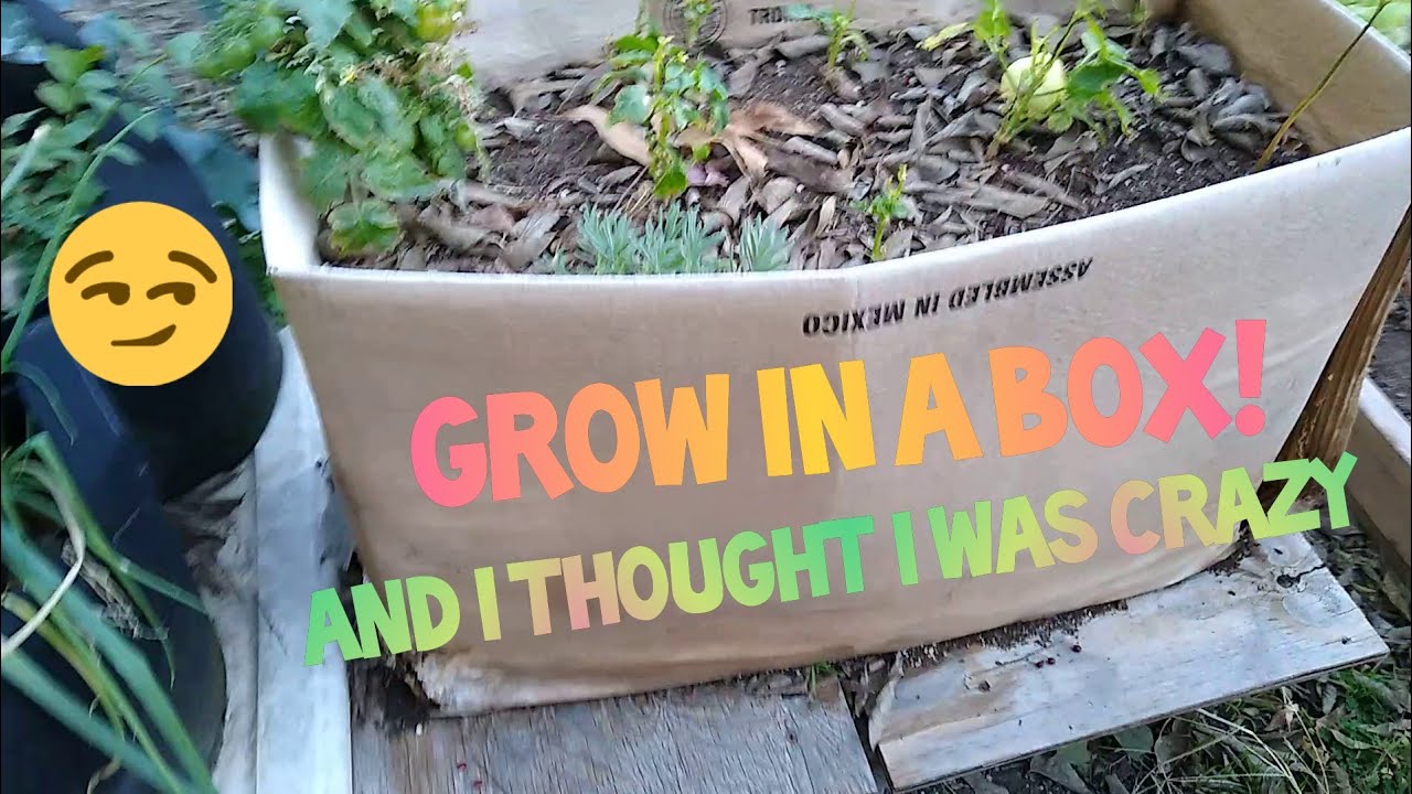 Update On Cardboard Box Planter YouTube update-on-cardboard-box-planter-youtube