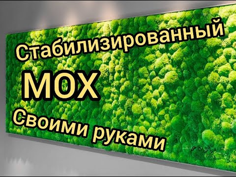 Стабилизированный мох