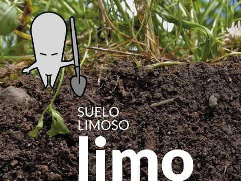 Video: ¿Qué cultivos crecen en suelos limosos?