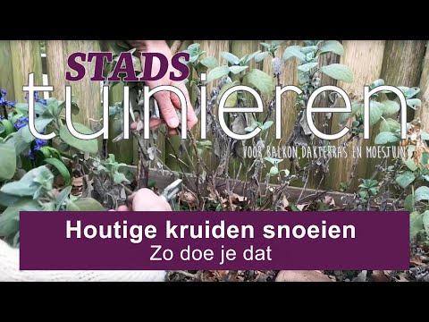 Stadstuinieren - houtige kruiden snoeien - zo doe je dat