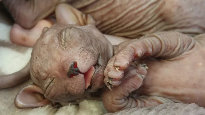 Watch the video about Sweetest Sleeping BABY KITTENS Will Melt Your Heart 💕 Don Sphynx