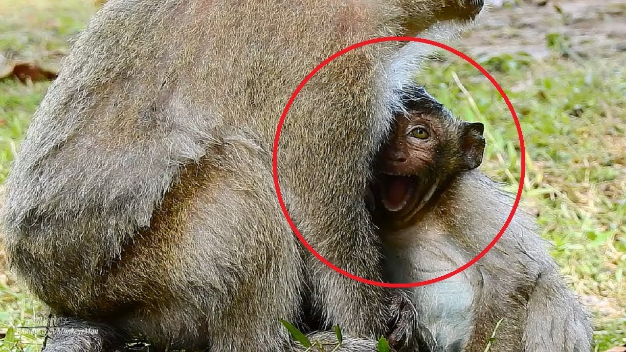 Sweat Pea Angry His Mom || Baby Monkey Get Notification On Youtube ...