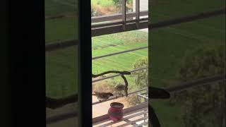 Protect Nature Is Sharing Birds