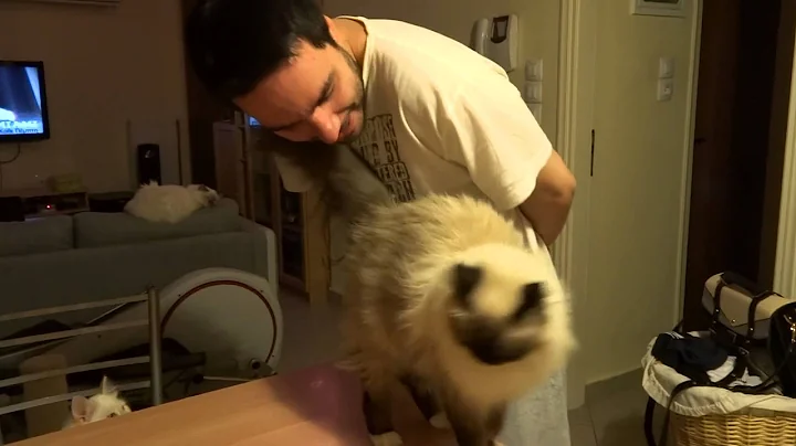 Video 11831631: birman cat, cat love