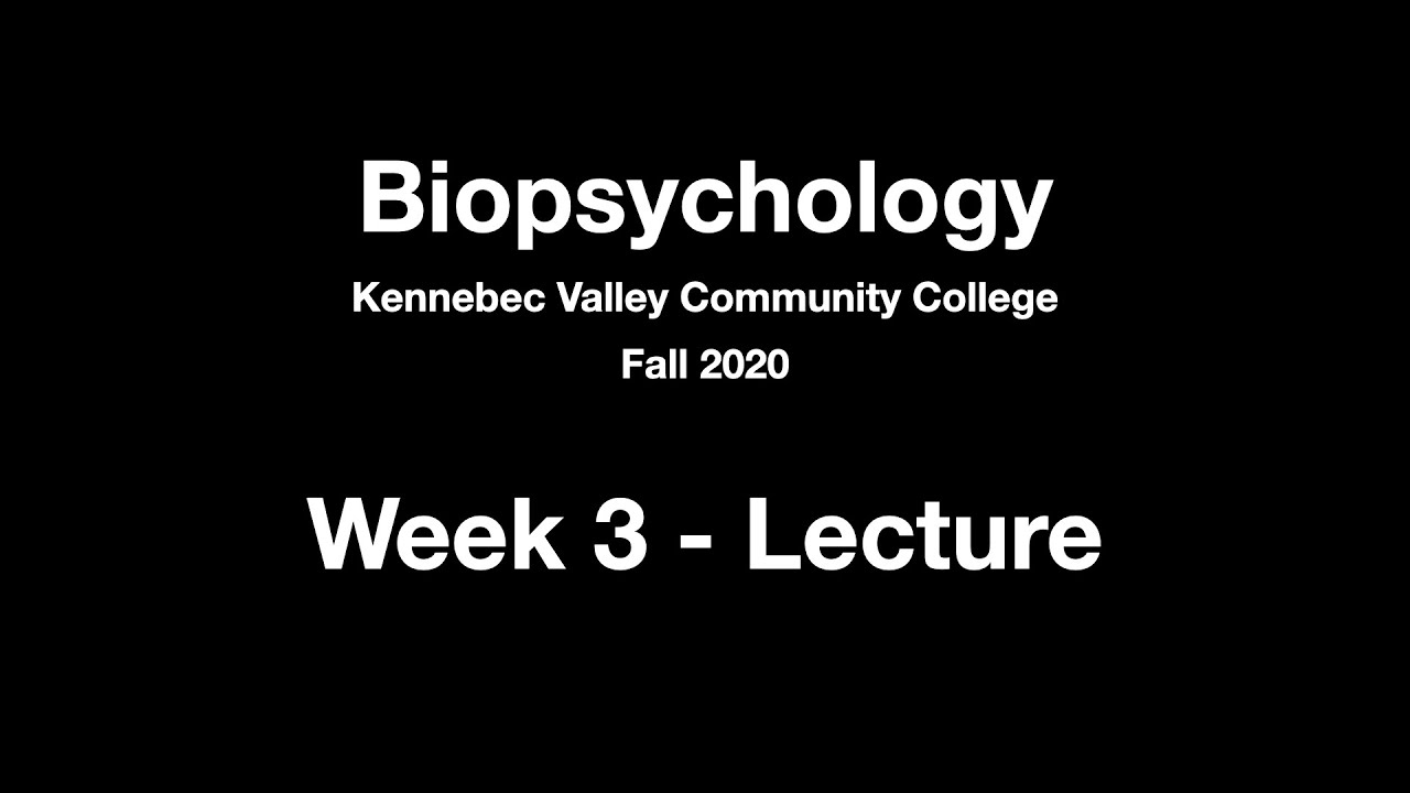 Biopsychology Week 3 Lecture YouTube