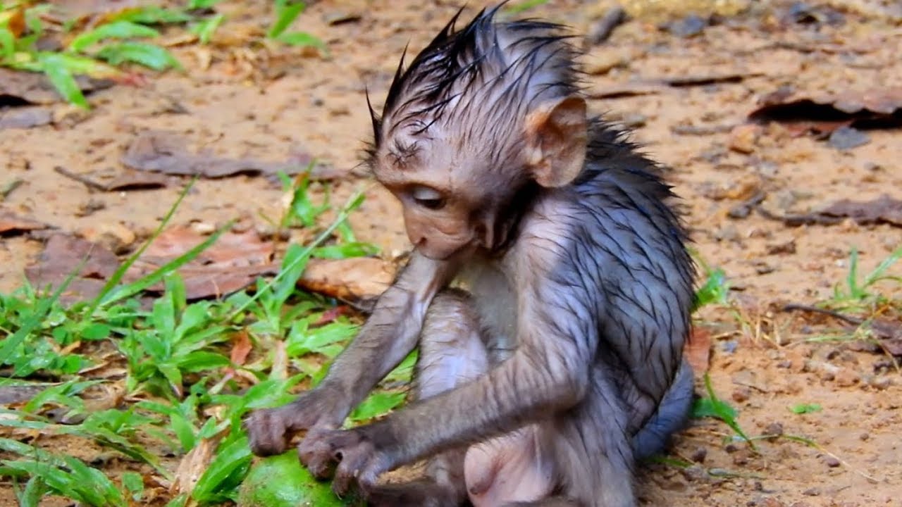 finished gun gungeon A Little baby Timo Changes A New Hair After heavy Rain Finished/ His Hair Looks Wonderful