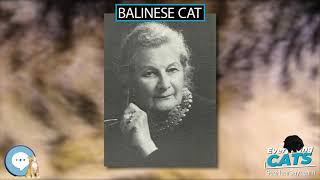 Balinese cat 🐱🦁🐯 EVERYTHING CATS 🐯🦁🐱