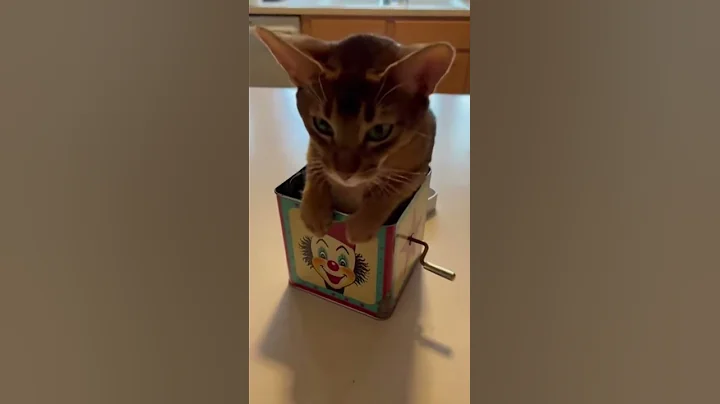 Video 11826851: abyssinian cat