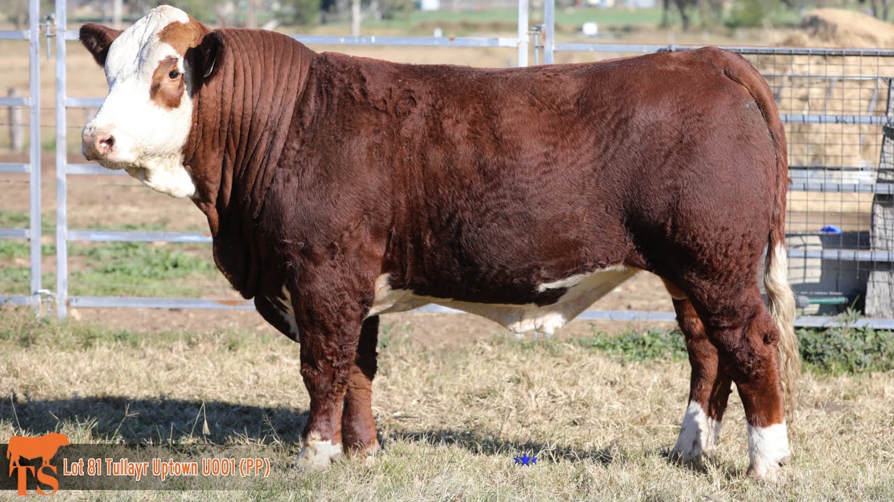 Lot 81 Tullayr Uptown U001 (PP)