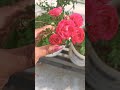 our garden flowers 🌺 🌹#ytshorts
