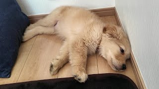 生命の危機に陥る子犬。次々と判明する驚愕の事実に絶句。【Golden Retriever japan】