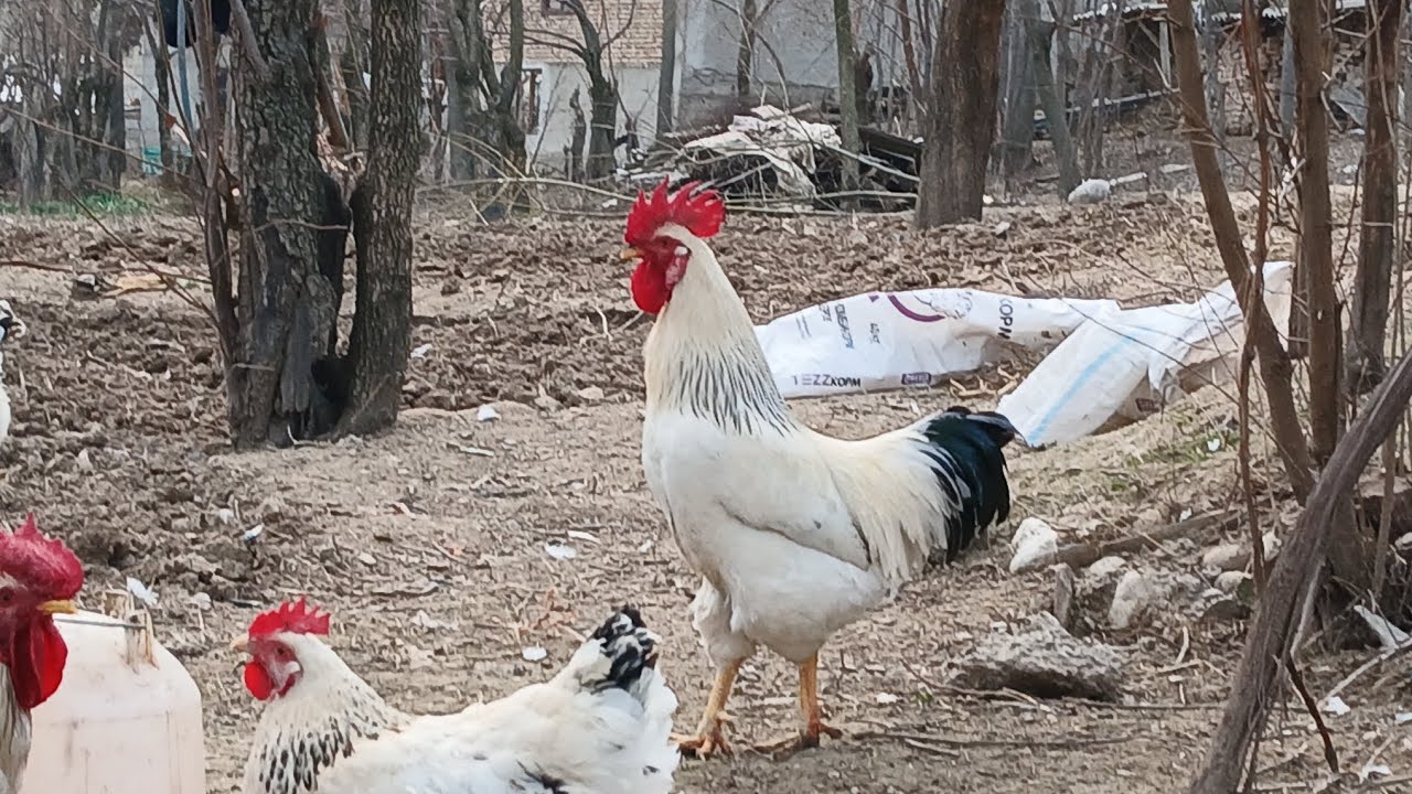 Хурусхои рябушка фуруши 2026,Тел9040 03802 ватсап хаст 