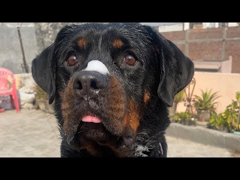 Funny Rottweiler vs