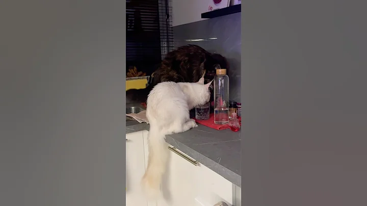 Video 10458221: maine coon loves water, cat grooming pets