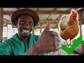 Why You Should Raise Local Chickens To Get RICH Why You Should Raise Local Chickens To Get RICH
