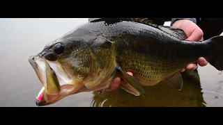 Cape Cod Bass: The overlooked largemouth bass fishery in Southeast Massachusetts | OTW Shorts