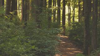 🌳 4K - Relaxing Nature Sounds For Stress Relief, Forest Sounds, Bird Song, No AI