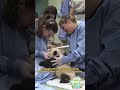 Research Achievements From China-US Panda Cooperation Episode 2 | iPanda【Pandas' World Travel】