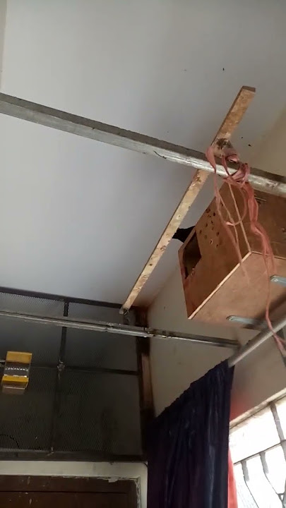 #mynah #breeding #pair #shortsfeed