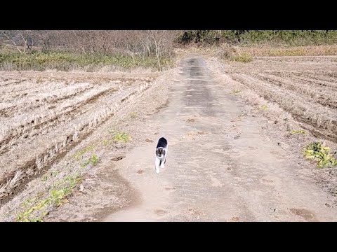 散歩する犬とねこ  