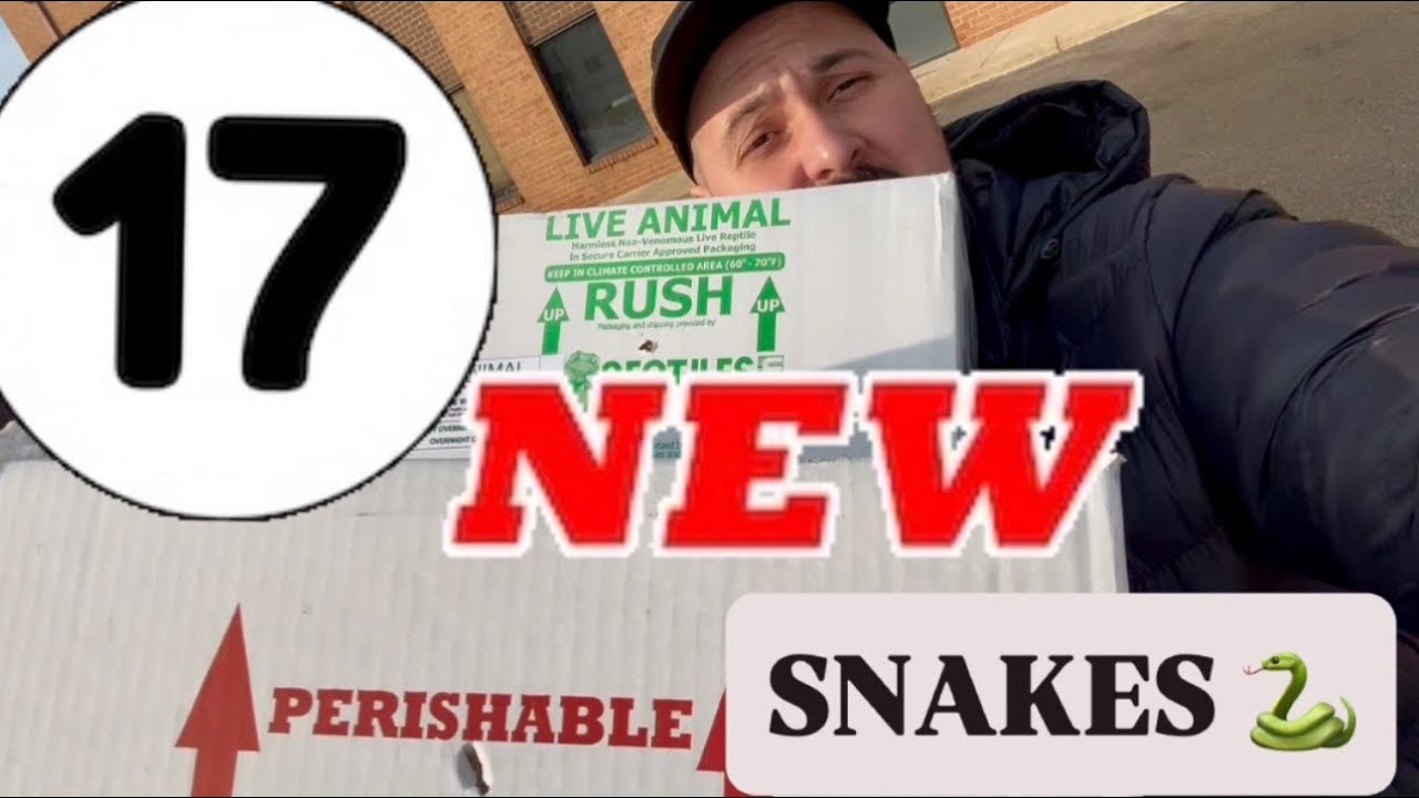 Распаковка 17 НОВЫХ змей ‼️