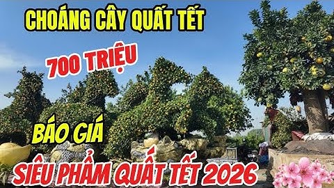 Choáng Chậu Quất Quýt 700 Triệu Tại Xã Thắng Lợi Văn Giang- Giá Siêu Quất Quýt Tế Bính Ngọ 2026
