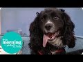 Firefighting Dog Searches the Studio for Fire Hazards | This Morning