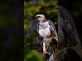 rarest animals sounds on earth😱 #viralvideo #birds #animals #edits
