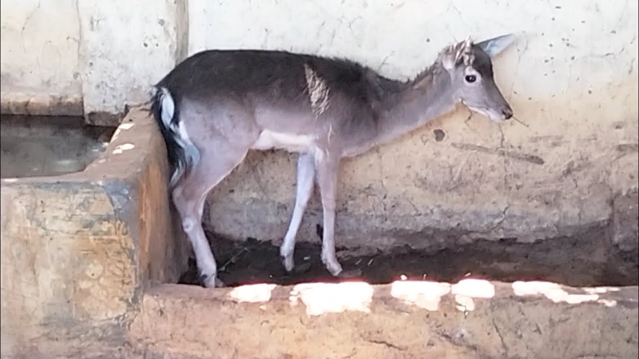 غزالة صغيرة جميلة وكيوت - A beautiful and cute little gazelle - YouTube