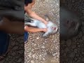 木から落下してショック状態のお猿さんを助ける少年