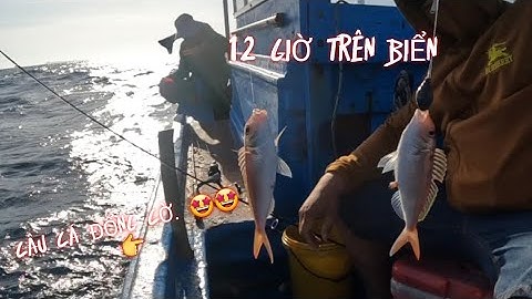 Câu Đủ Loại Cá Biển , Câu Nhiều Loại Cá Bài Mồi Tôm Sống Cắt Nhỏ